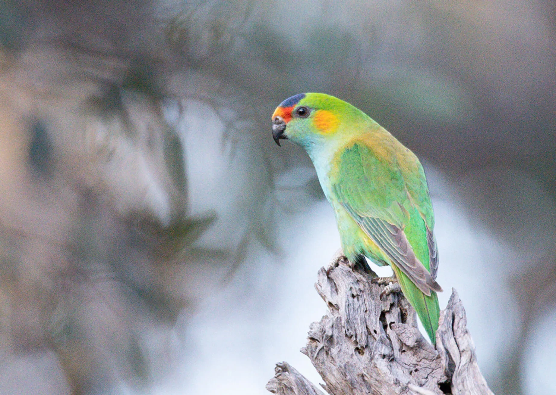 Overall Clarity Enhancement before