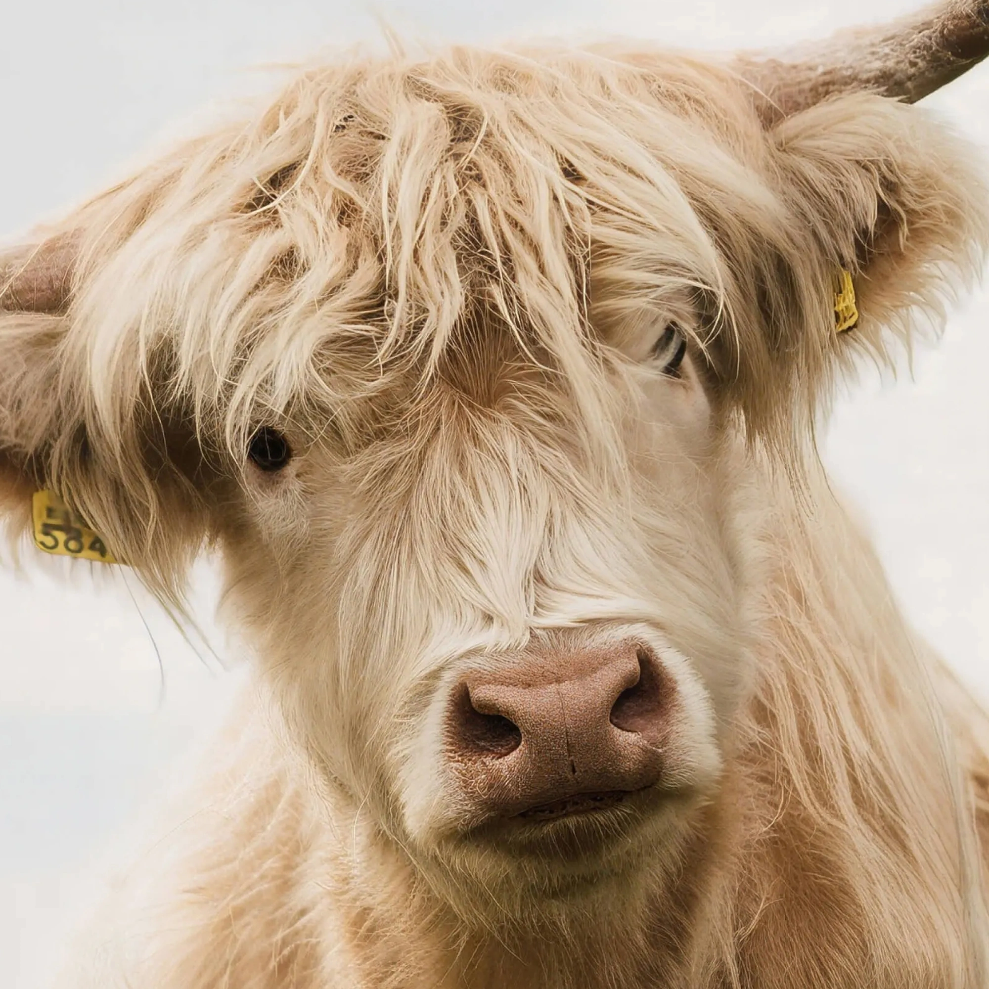 Portrait Sharpening after