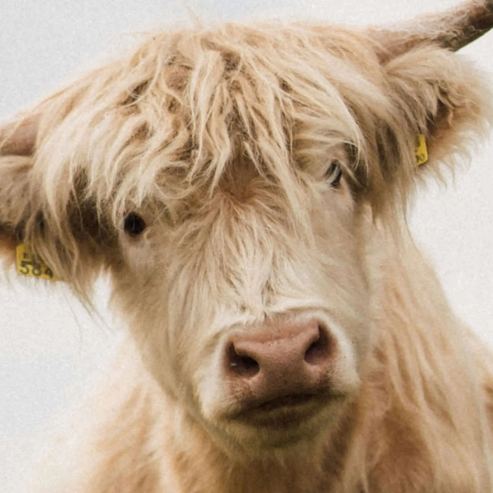 Portrait Sharpening before